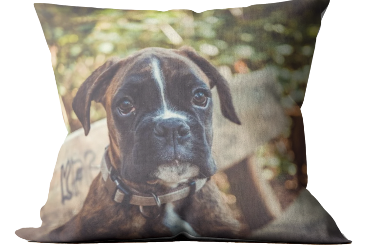 Kissen mit Foto eines neugierigen Boxers mit braunem Fell und weißen Abzeichen.